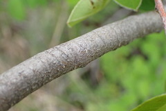 Cotoneaster frigidus