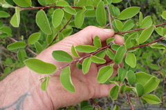 Cotoneaster frigidus