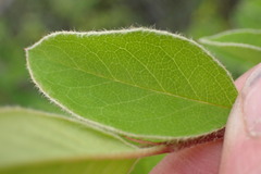 Cotoneaster frigidus
