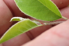 Cotoneaster frigidus