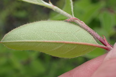 Cotoneaster frigidus