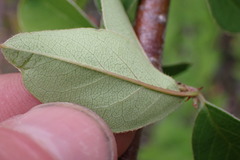 Cotoneaster frigidus