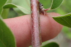 Cotoneaster frigidus