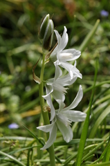 Ornithogalum nutans