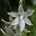 Drooping Star-of-Bethlehem - Photo (c) Nicolas Zwahlen, some rights reserved (CC BY-NC-SA), uploaded by Nicolas Zwahlen