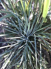 Aciphylla scott-thomsonii
