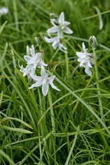 Ornithogalum nutans