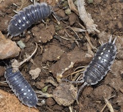 Porcellio ornatus