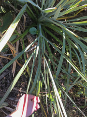 Aciphylla scott-thomsonii