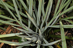 Aciphylla scott-thomsonii