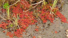 Drosera kaieteurensis