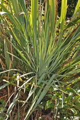Aciphylla scott-thomsonii