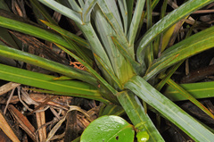 Aciphylla scott-thomsonii