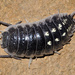 Yellow Dot Isopod - Photo (c) faluke, some rights reserved (CC BY-NC), uploaded by faluke