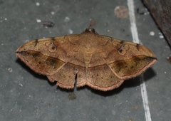 Anticarsia irrorata