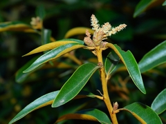 Chrysolepis chrysophylla minor