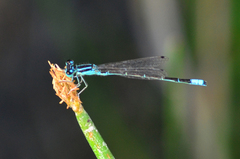 Ischnura perparva