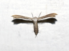 Exelastis montischristi