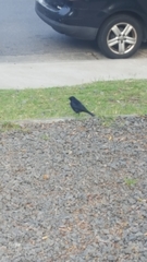 Molothrus bonariensis