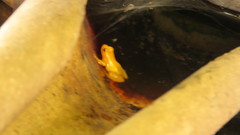 Anomaloglossus beebei