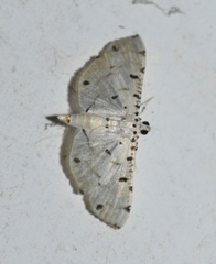 Pycnarmon cribrata