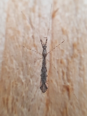 Empicoris rubromaculatus