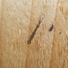 Empicoris rubromaculatus