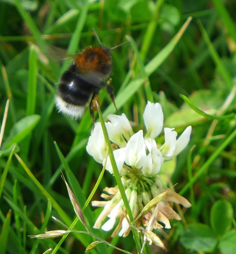 čmeľ stromový (Bombus hypnorum)