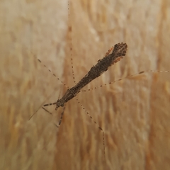 Empicoris rubromaculatus