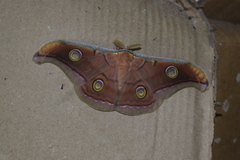 Antheraea paphia