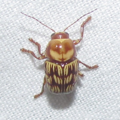 Cryptocephalus atrofasciatus