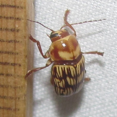 Cryptocephalus atrofasciatus