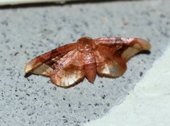 Hypolamprus emblicalis