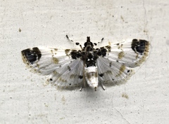 Analyta apicalis