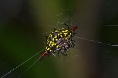 Gasteracantha sauteri