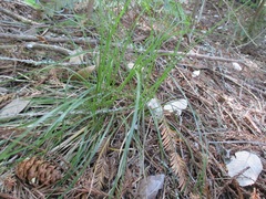 Carex globosa