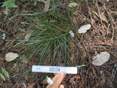 Carex globosa