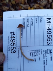 Psathyrella amarescens