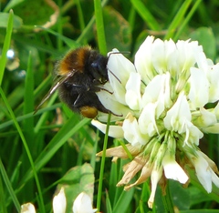 Bombus hypnorum