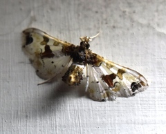 Leucinodes orbonalis