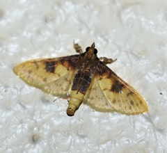 Pachynoa sabelialis