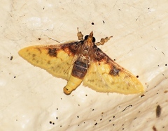Pachynoa sabelialis