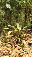 Lutheria splendens