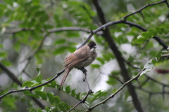 Pycnonotus xanthorrhous