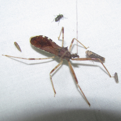 Rocconota annulicornis