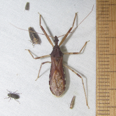 Rocconota annulicornis