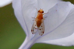 Homoneura occidentalis