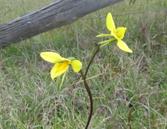 Diuris behrii