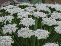Seseli petraeum