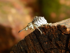 Cydianerus latruncularius